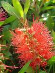 018. Callistemon viminalis