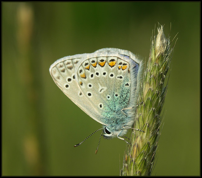 Modraszek Ikar (Polyommatus icarus)