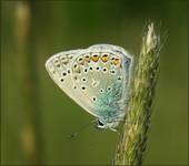 Modraszek Ikar (Polyommatus icarus)