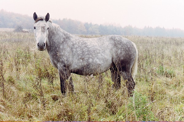 patataj - moj konik to konica;