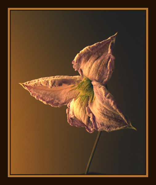 clematis 2