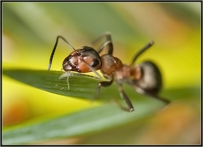 ant