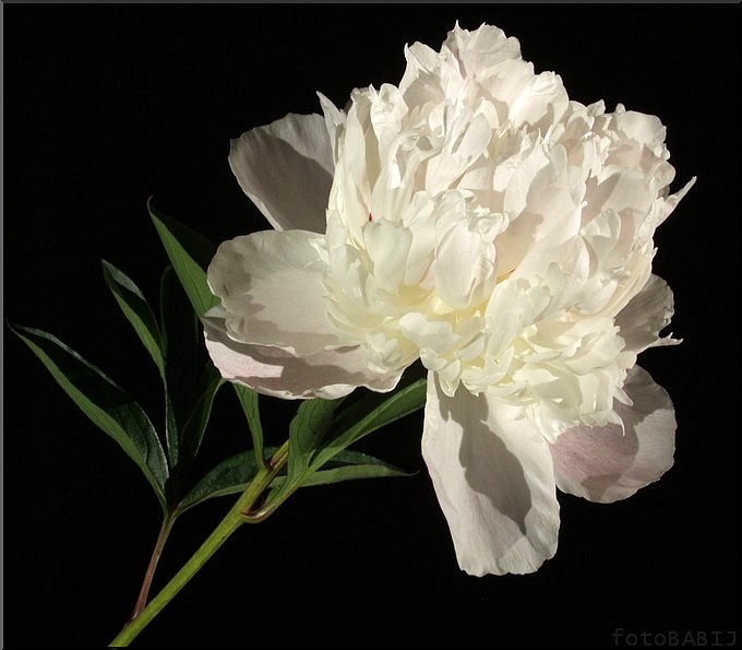  47-Piwonia  PAEONIA "DUCHESS DE NEMOURS"