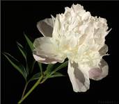  47-Piwonia  PAEONIA "DUCHESS DE NEMOURS"