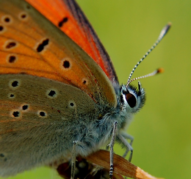 Lycaena dispar