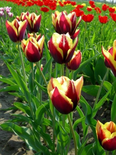 tulipany