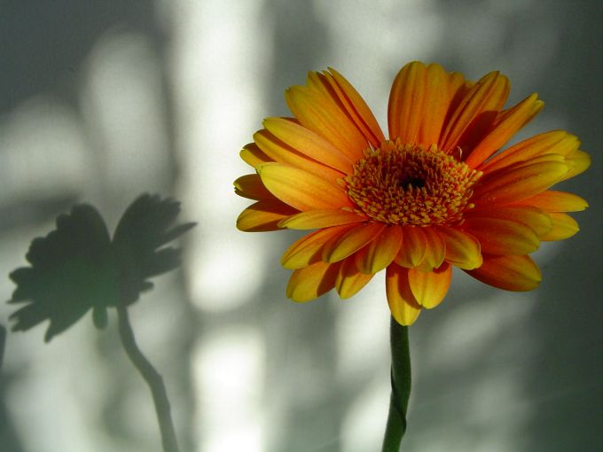 Gerbera