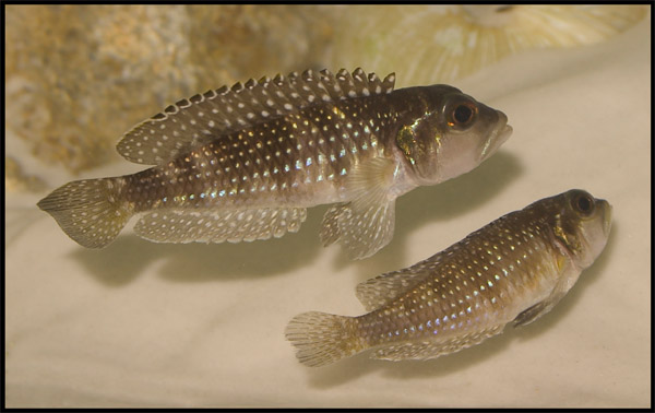 Lamprologus Meleagris