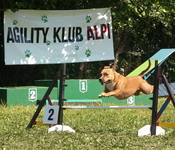 Piknik Agility Białystok