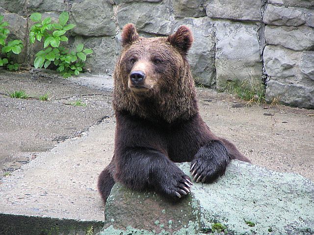 Proszę państwa oto miś