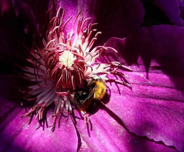 Clematis...