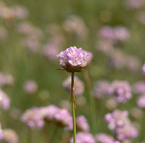 fleur de pre