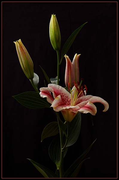 lilies