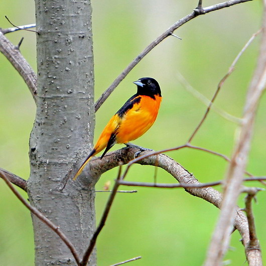 Baltimore Oriole (Icterus galbula)