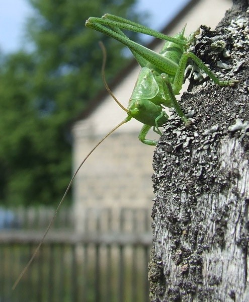 Konik polny