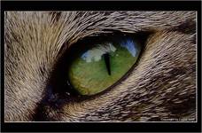 cat, eye...