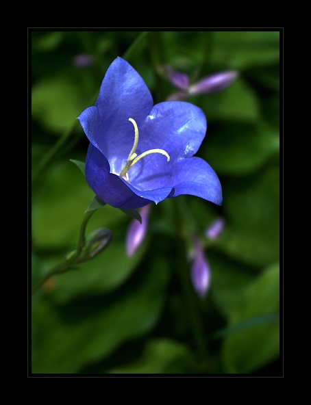 Brunera wielkolistna - Brunnera macrophylla