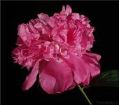  48-Piwonia  PAEONIA "PINK JAZZ"