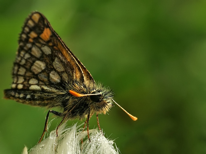 )i( Carterocephalus palemon