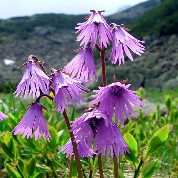 Urdzik Karpacki, Jaślinek (Soldanella carpatica)