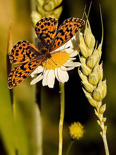 Żywa natura i motyl