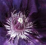 Clematis 2