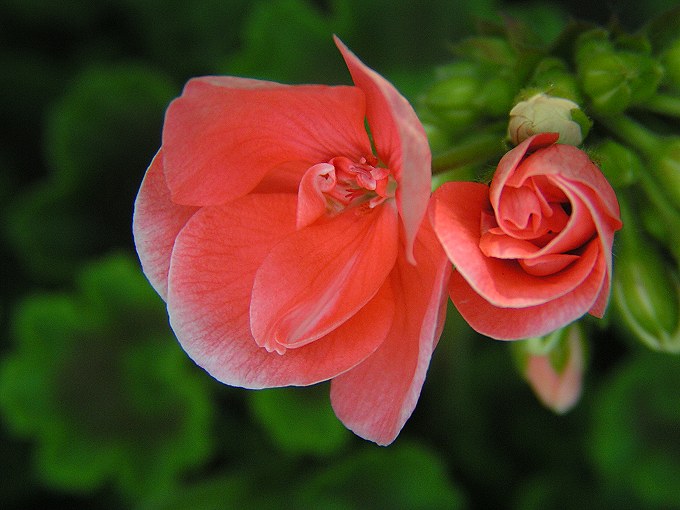 pelargonie...