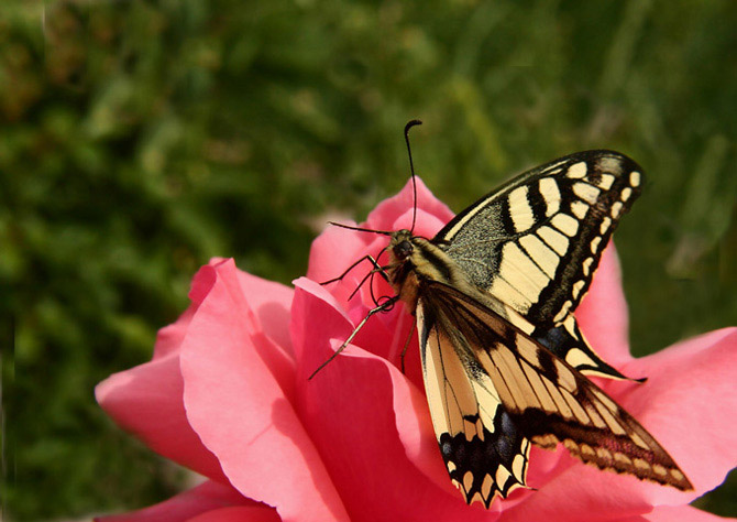 Papilio machaon