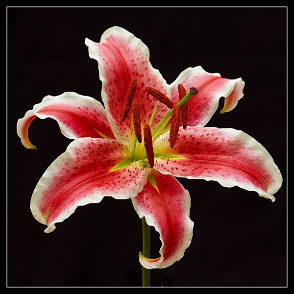 lilies cz.2