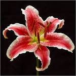 lilies cz.2