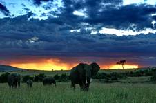 Kenia - Masai Mara