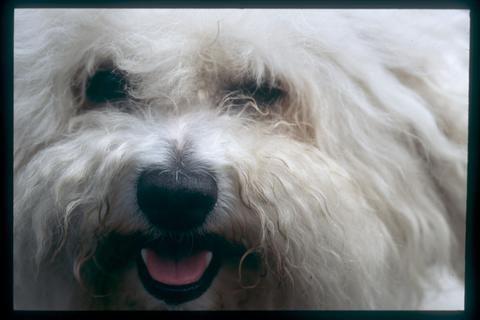 bichon frise