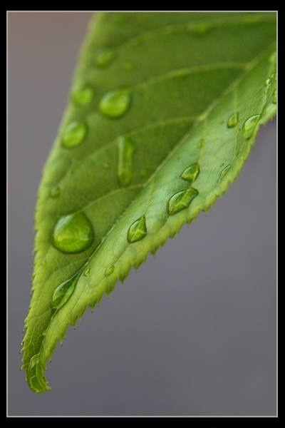 raindrops