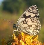 motyl o poranku