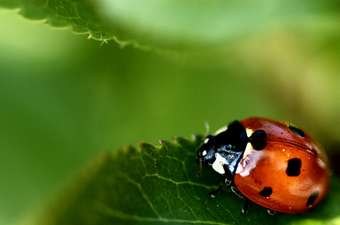 Ladybird