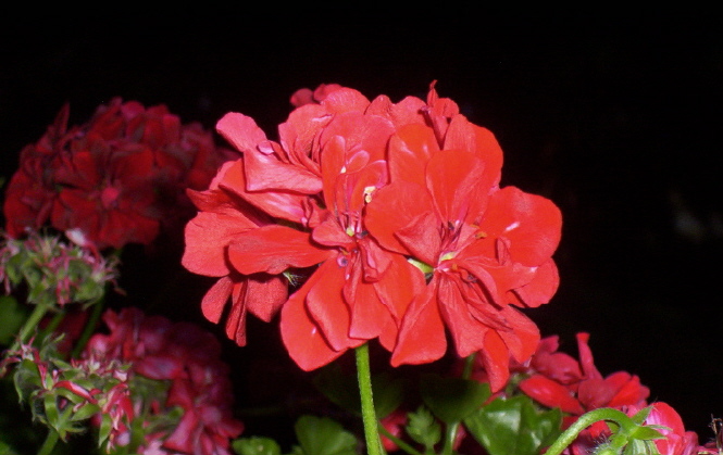 Pelargonia