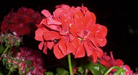 Pelargonia