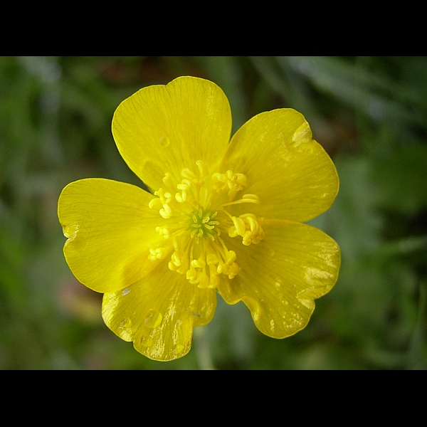 Caltha Palustris - Knieć Błotna