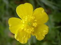 Caltha Palustris - Knieć Błotna