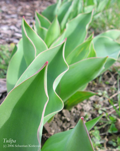 Tulipa