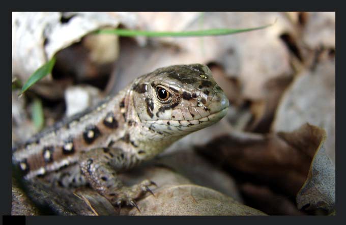 Panna J. druga odsłona