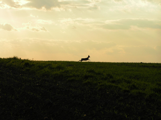 &lt;&lt;Wolność to niebo bez krat żelaznych&gt;&gt;