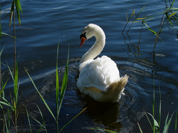  łabądź