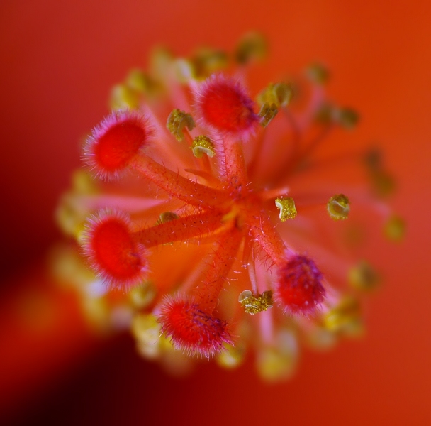 gorący hibiskus