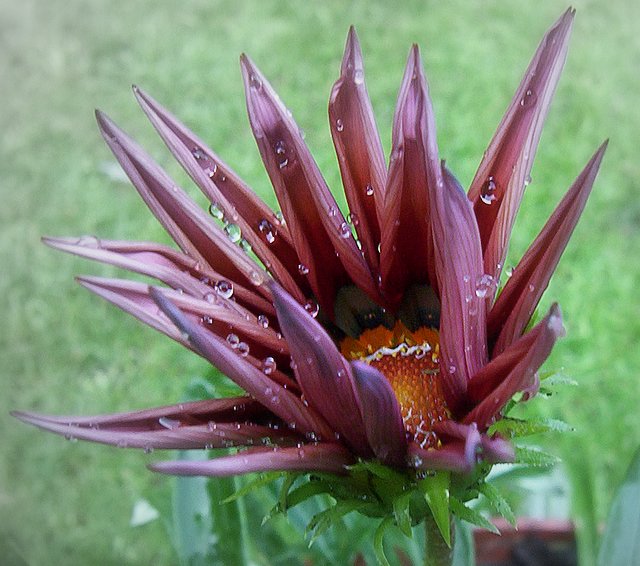 Gazania