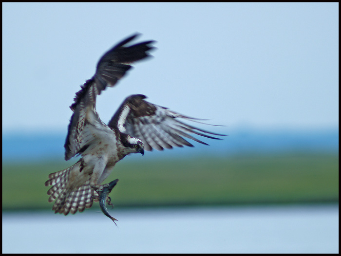 osprey