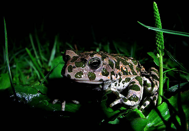 Bufo viridis