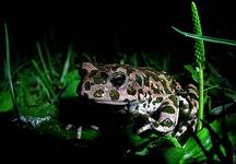 Bufo viridis