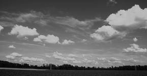 cotton field