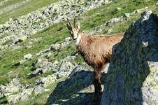 Kozica Tatry zachodnie